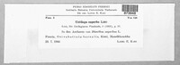 Ustilago superba image